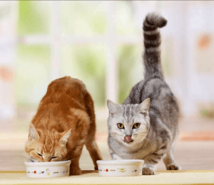 أنواع اكل قطط رويال كانين