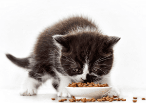  أهم المعلومات المتعلقة بإطعام القطط الصغيرة في عمر الشهرين