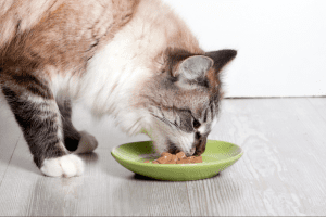 افضل طريقة لتقديم  الطعام  الرطب للقطط