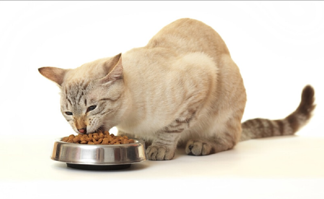 😺 اكل قطط رويال مميزاته ومكوناته العجيبة ؟
