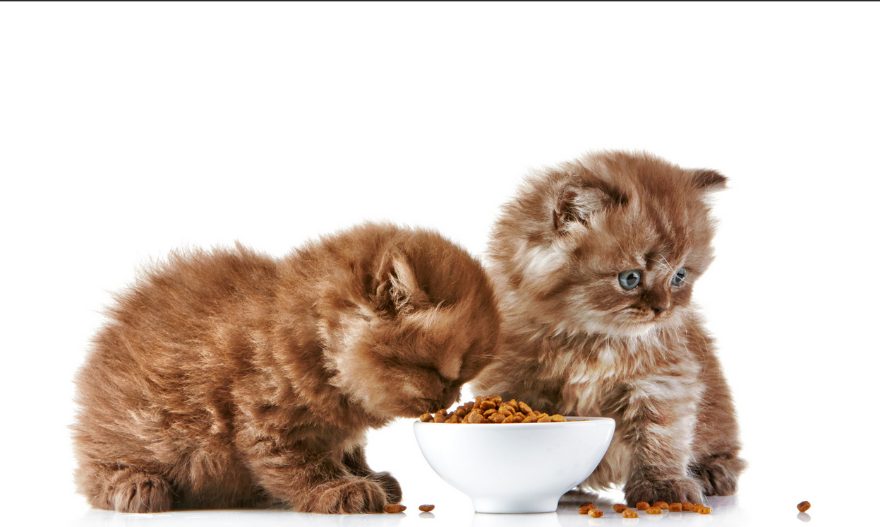 🤔 ماذا تأكل القطط الصغيرة ؟