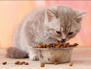 كمية الطعام التي تأكلها قطة صغيرة