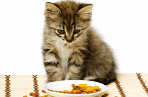 كمية وعدد وجبات الطعام المناسبة للقطط في عمر شهرين