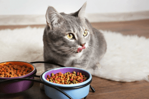 قطة تأكل طعام جاف