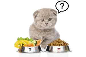 نصائح عن طعام القطط