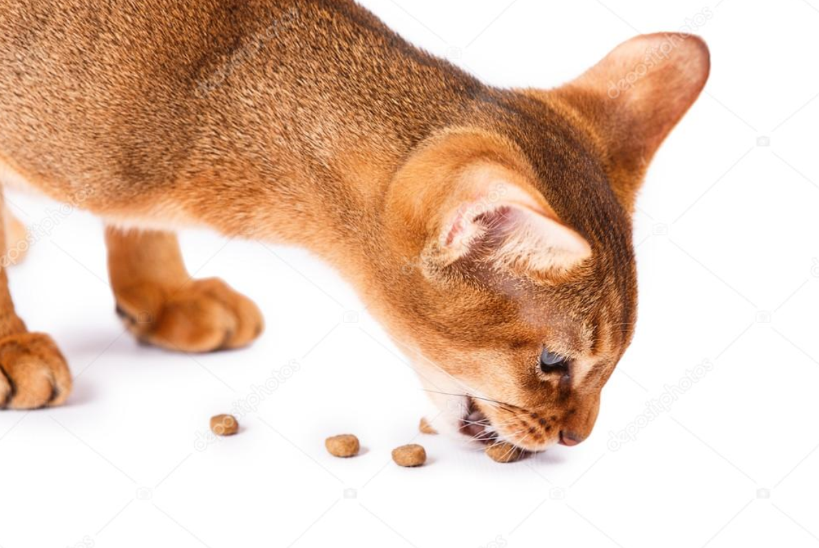 اكل قطط ماركة سمول تعرف معنا على مميزاته و أنواعه الفريدة