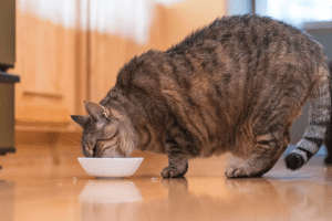 سبب شراهه القطط للاكل