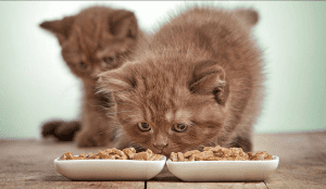 سبب شراهه القطط للاكل و أعراضه