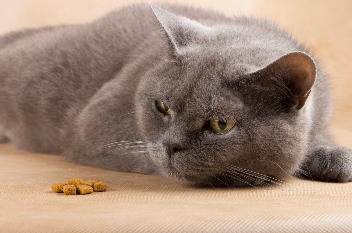 🙄 ما سبب قلة الأكل عند القطط و ما هو علاجه ؟