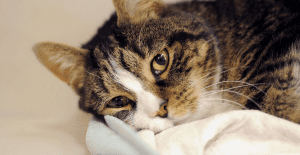 طرق علاج الإسهال عند القطط