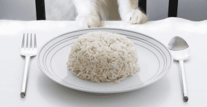 كيف تطعم الأرز لقطتك