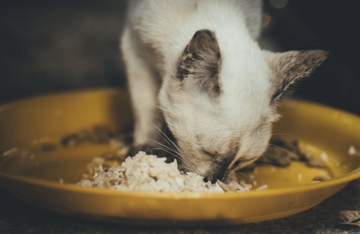 🤔 هل تصاب القطط بالاسهال عند اكل الرز ؟