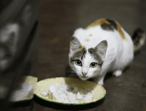 هل تصاب القطط بالاسهال عند اكل الرز