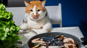 هل يضر القطط اكل التونة و هل لها فوائد