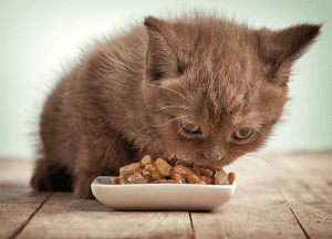 ماذا تأكل القطط الصغيرة